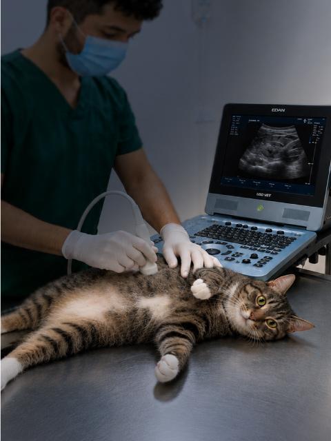 Ecografía veterinario Pereira