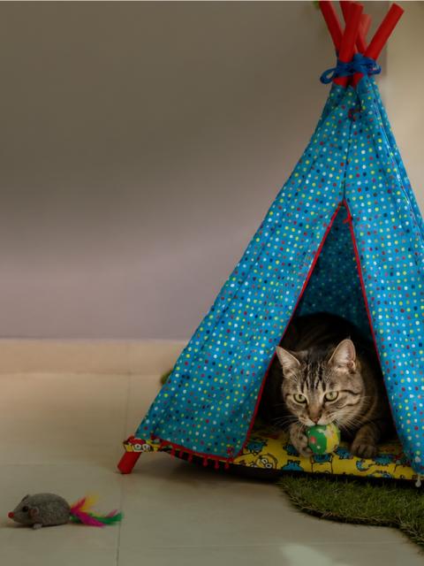 Hotel para gatos en Pereira