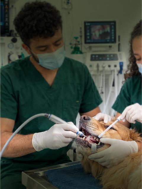 Profilaxis Veterinaria Pereira