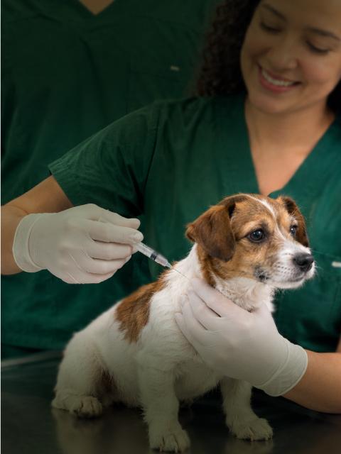 Vacunación veterinaria Pereira